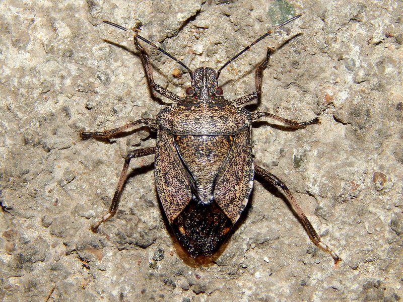 Pentatomidae del Parco del Ticino